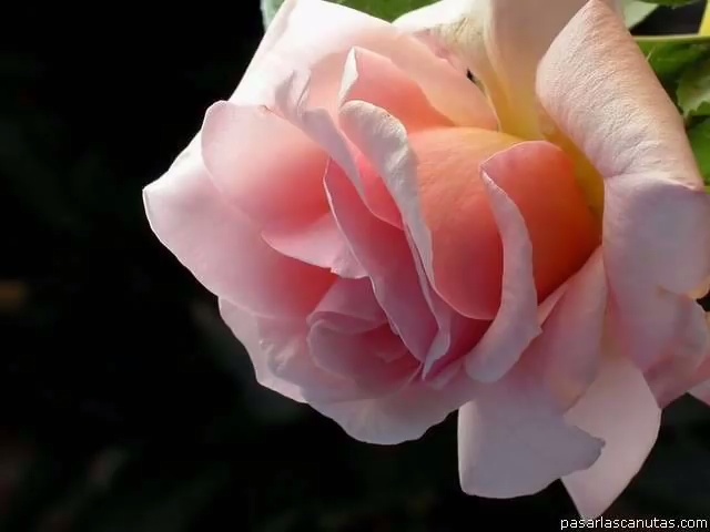 Tchaikovsky - Waltz of the Flowers